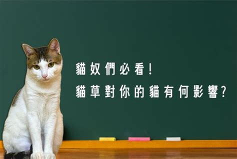 貓代表|力量動物｜關於貓的神秘力